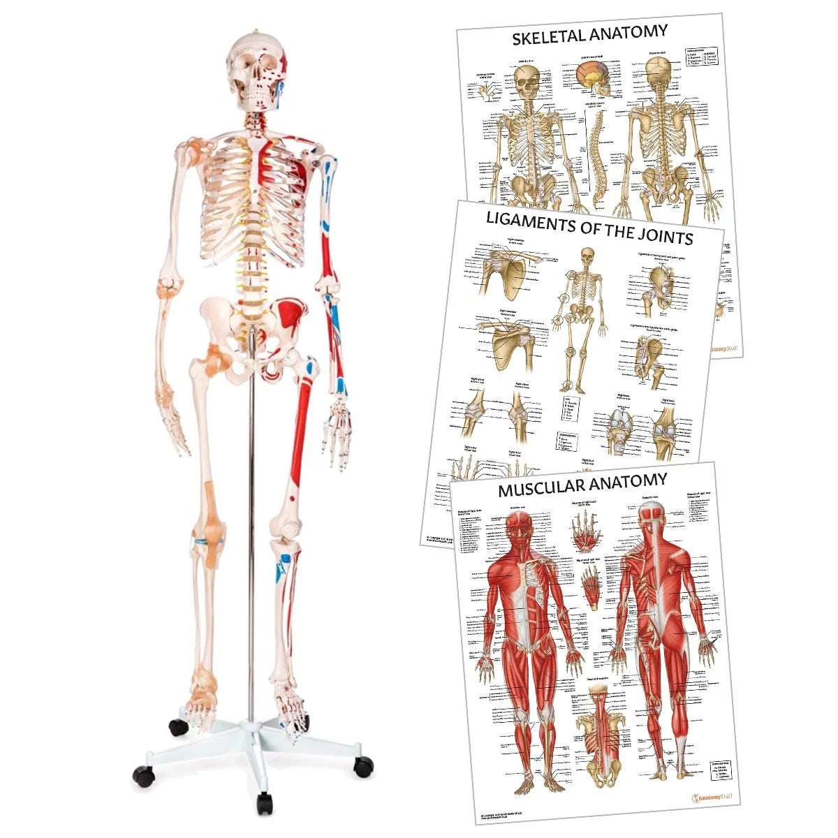 Skeleton Anatomy Collection - 