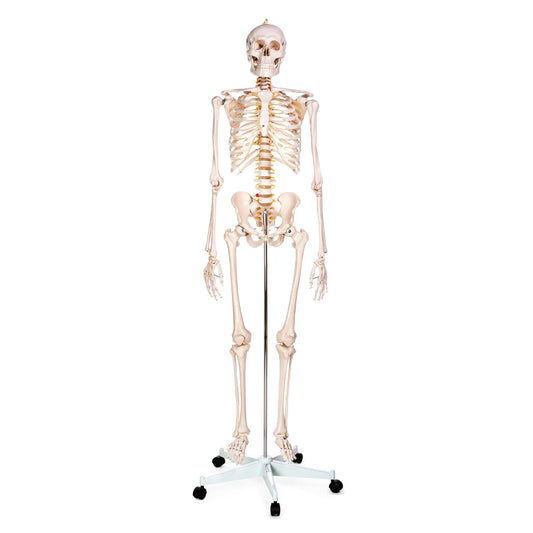 Budget Life-Size Skeleton Model - 