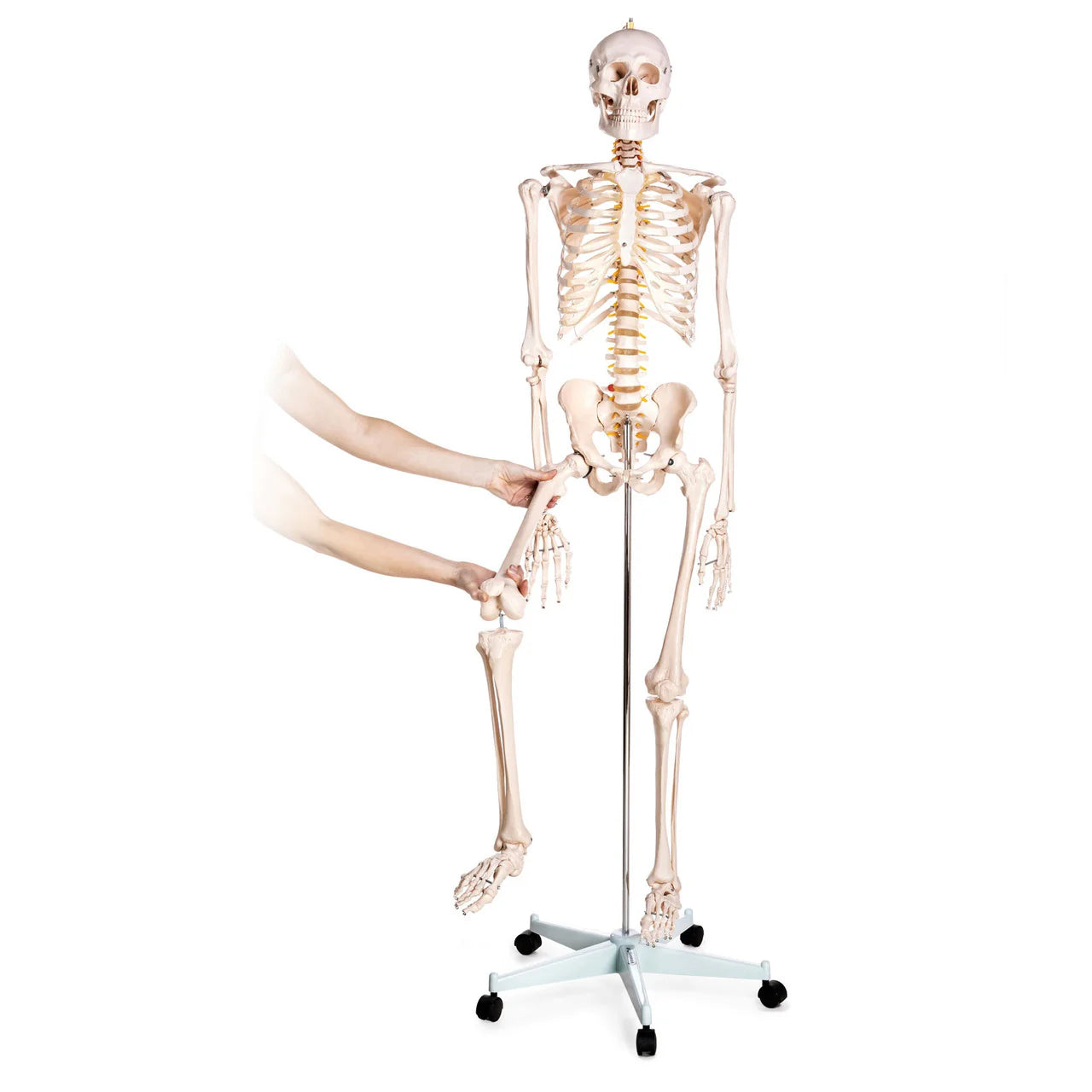 Budget Life-Size Skeleton Model - 