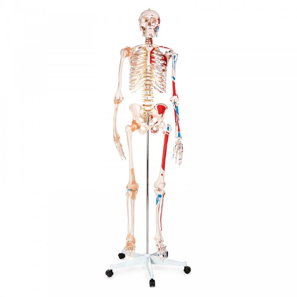 Skeleton Anatomy Collection - 