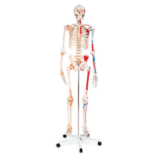 Budget Skeleton Model with Muscles and Ligaments - 