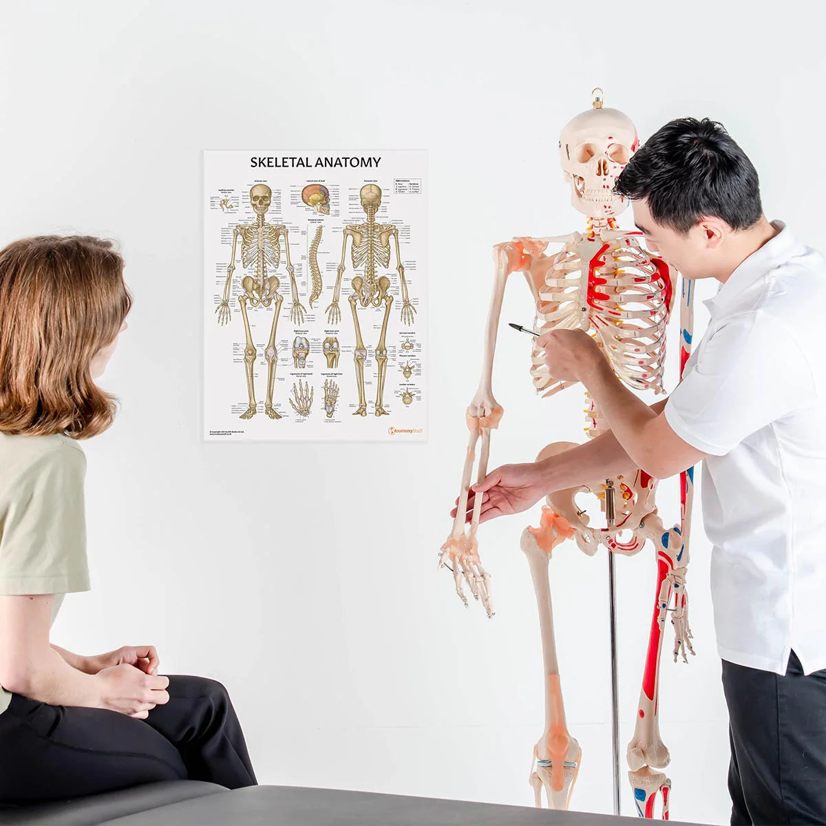 Budget Skeleton Model with Muscles and Ligaments - 