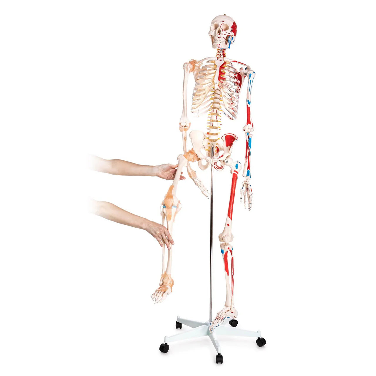 Budget Skeleton Model with Muscles and Ligaments - 