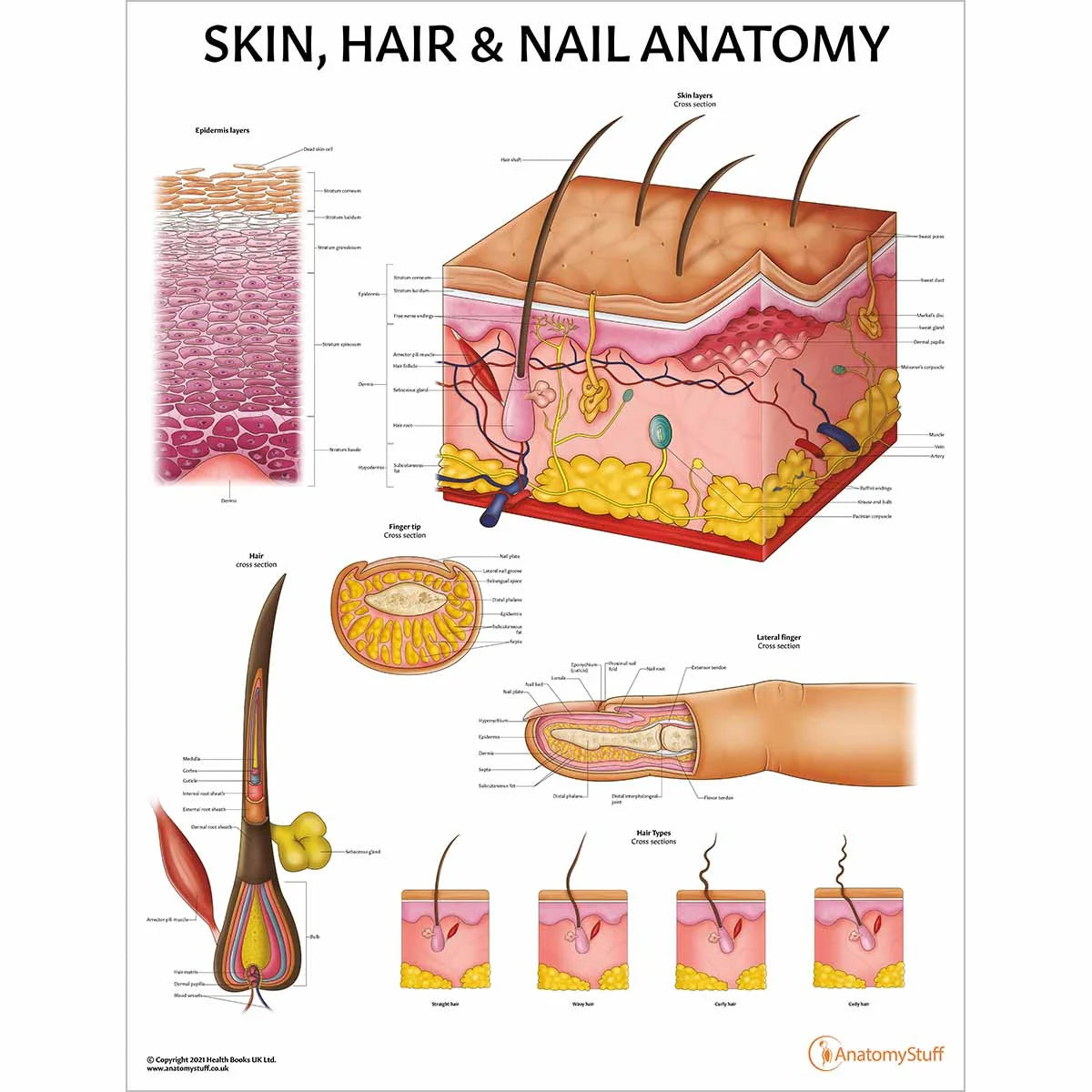Skin Anatomy & Pathology Collection - 