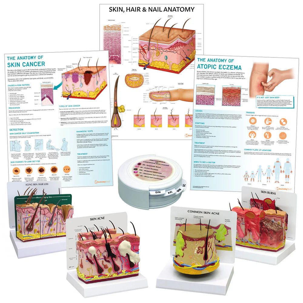Skin Anatomy & Pathology Collection - 