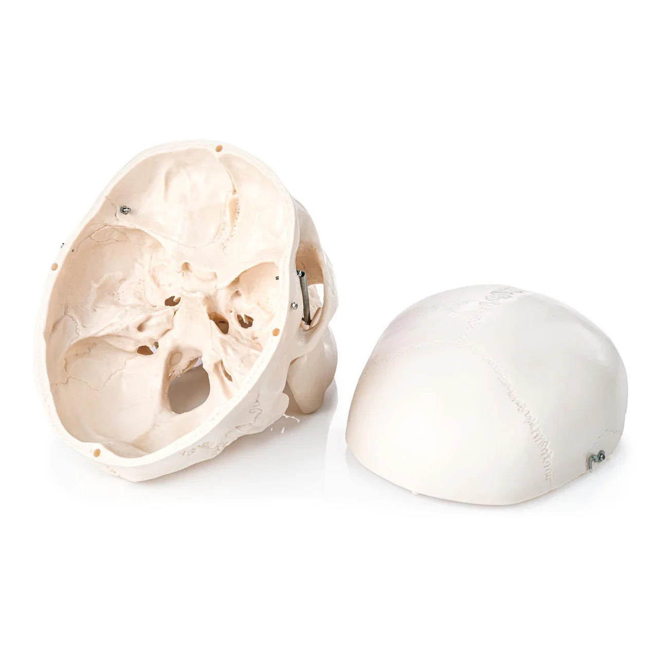 Human Skull Model (3 Part) - 