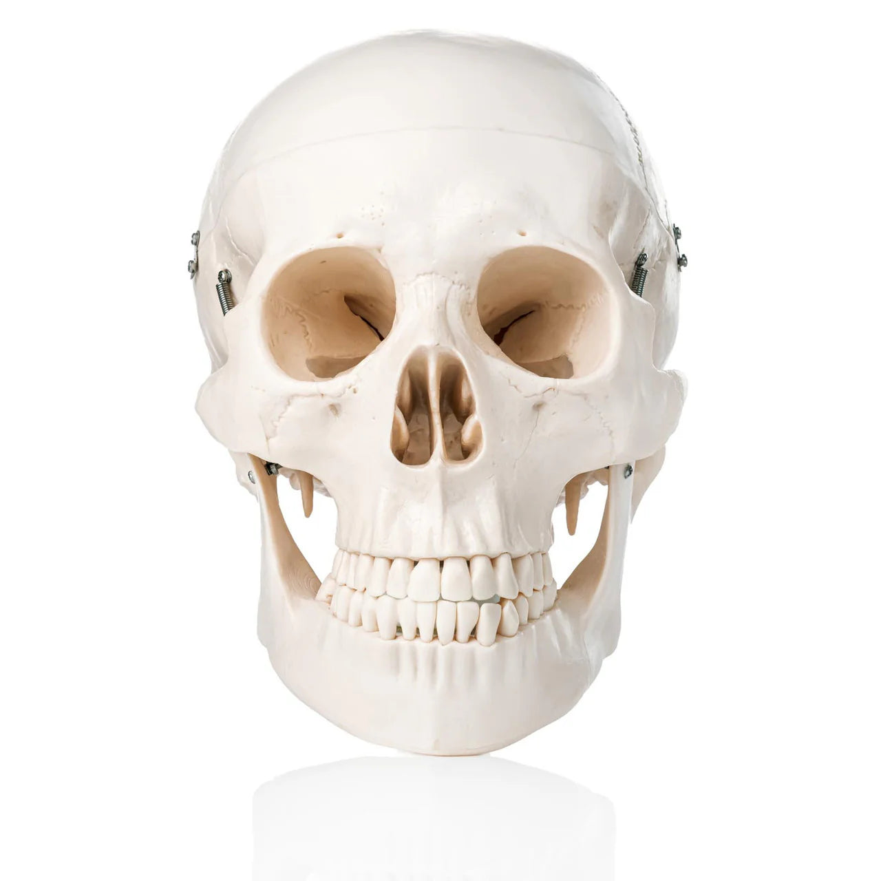 Human Skull Model (3 Part) - 