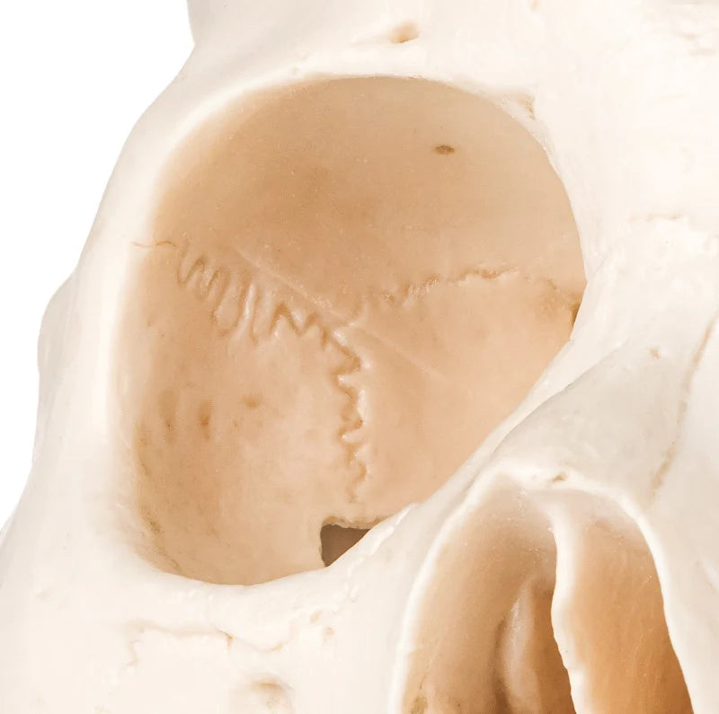 Human Skull Model (3 Part) - 