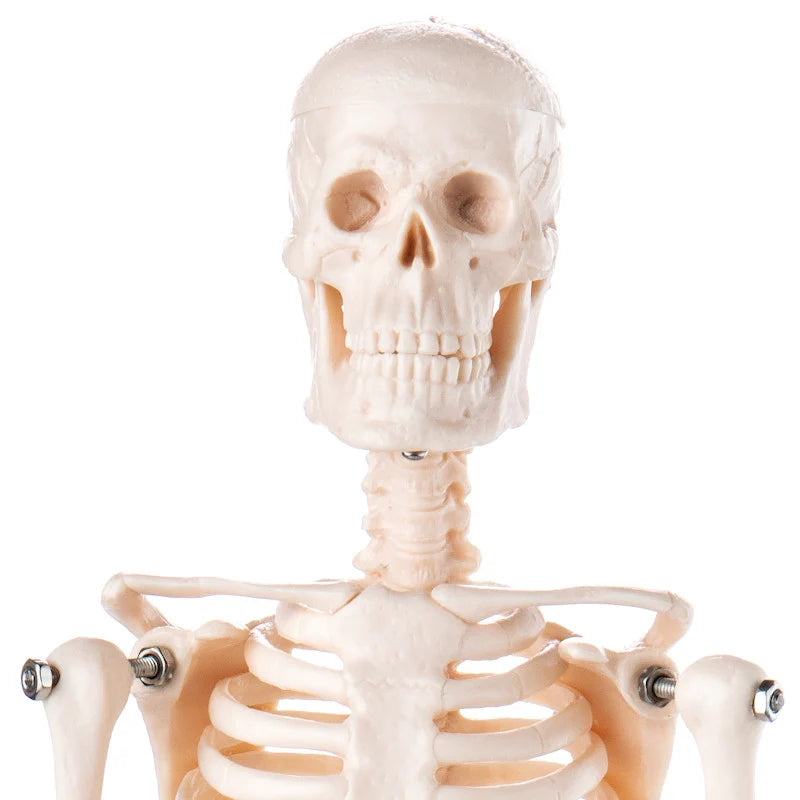 Budget Desktop Mini Skeleton Model - 