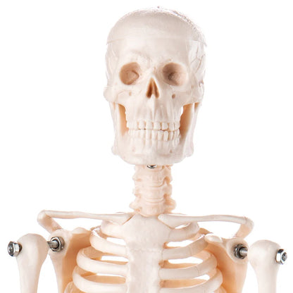 Budget Desktop Mini Skeleton Model - 