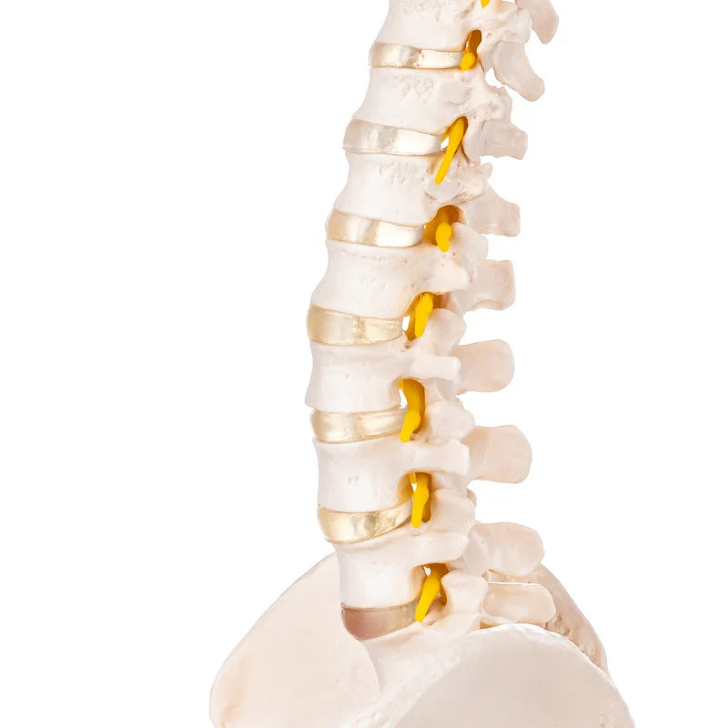 Budget Flexible Spine Model with Pelvis - 