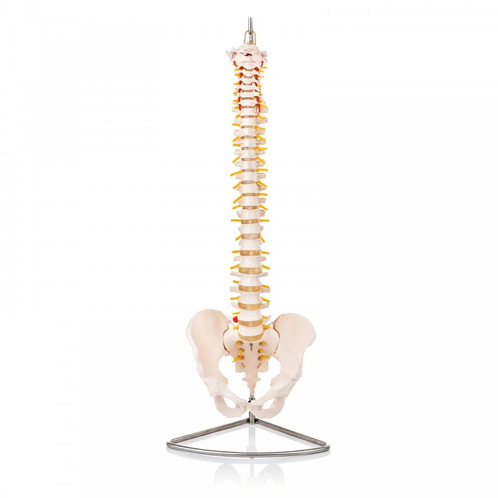 Spine Anatomy & Pathology Collection - 