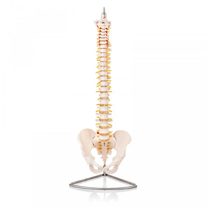 Spine Anatomy & Pathology Collection - 