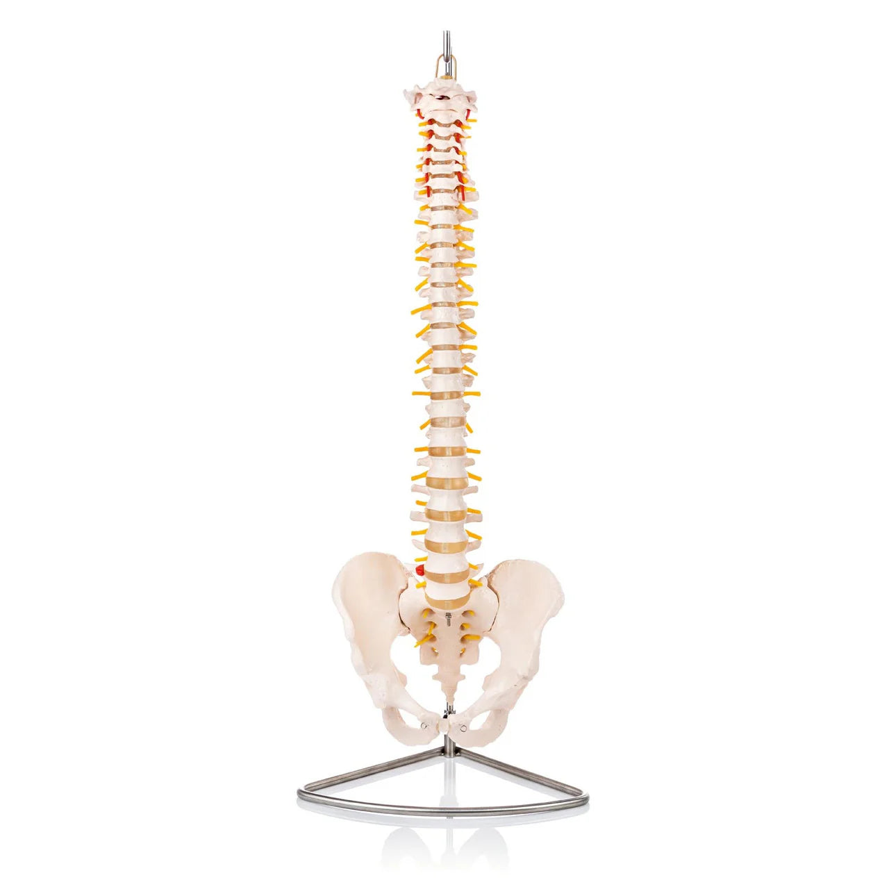 Budget Flexible Spine Model with Pelvis - 