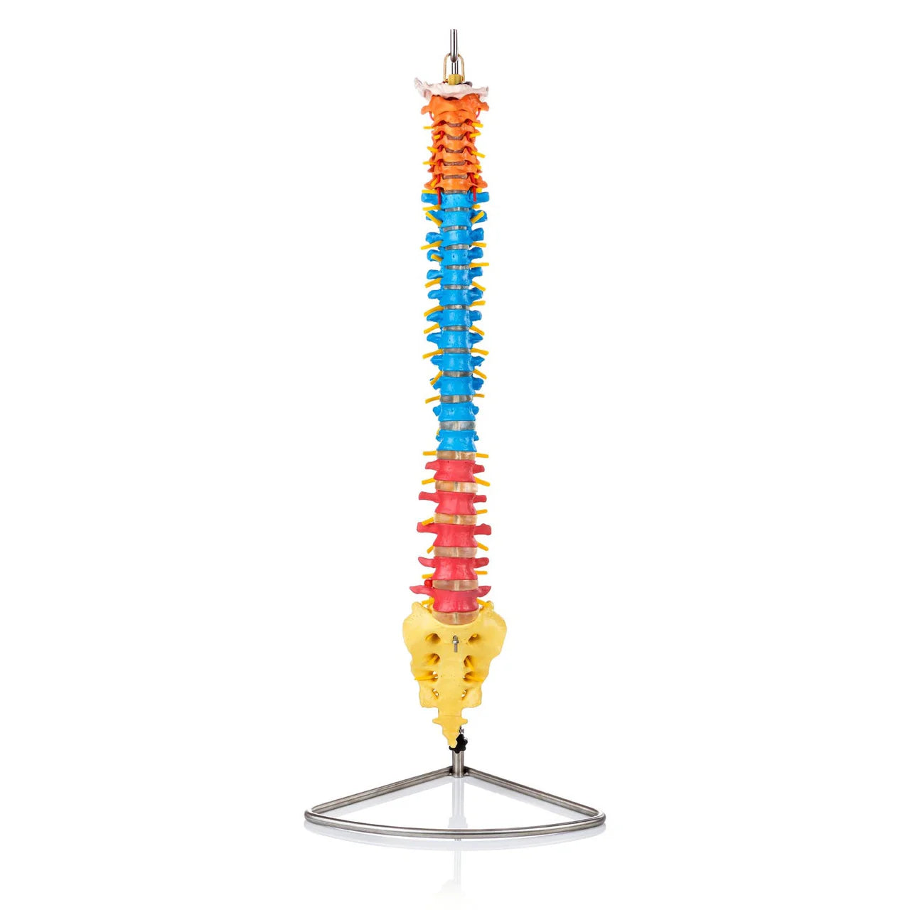 Flexible Didactic Spine Model - 