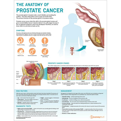 Prostatic Pedicles Prostate Anatomy & Pathology Collection – Medisave UK
