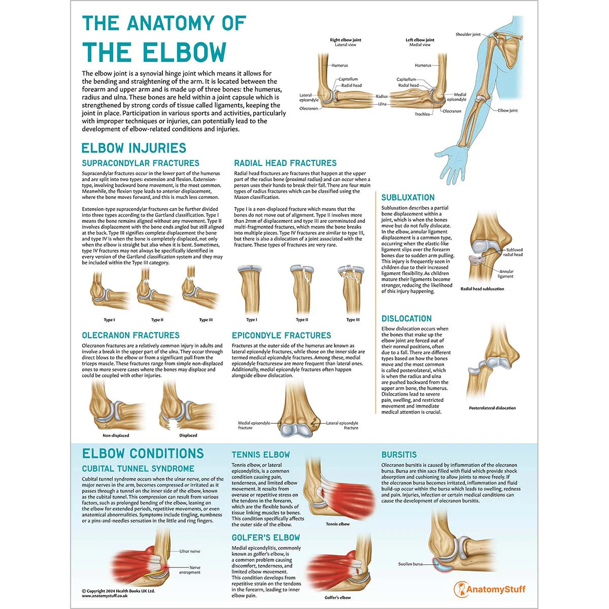 Elbow Anatomy & Pathology Collection - 