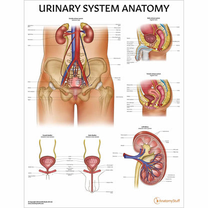 Urinary System Anatomy Collection - 