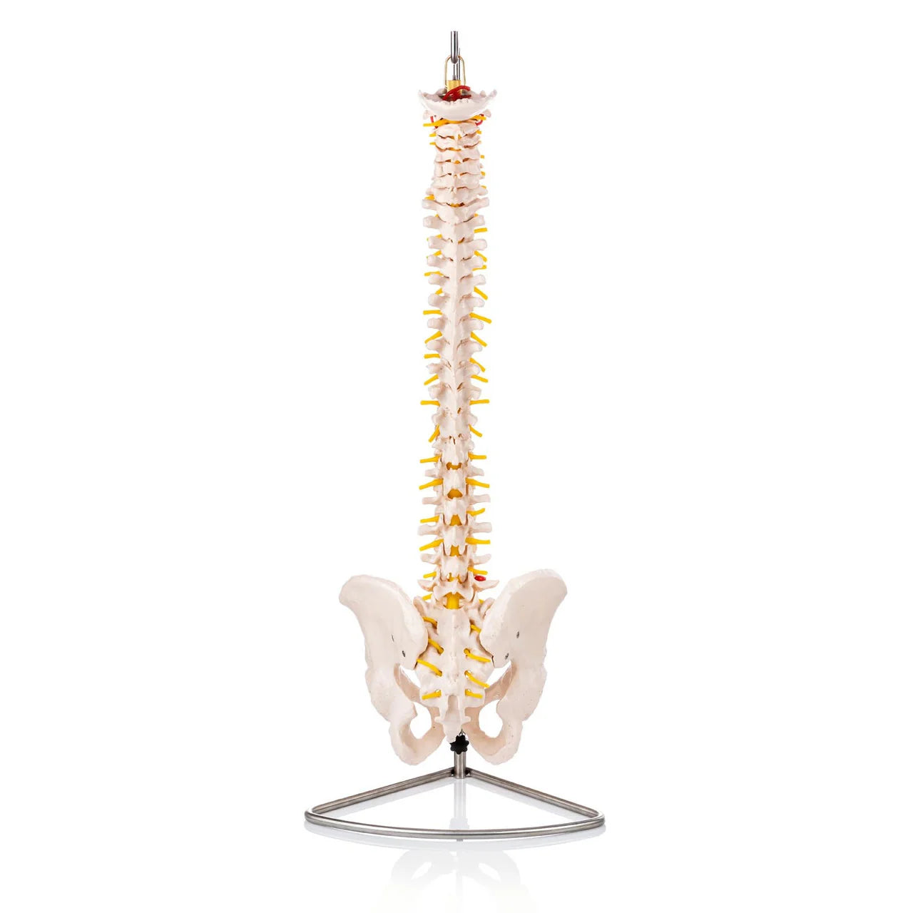 Budget Flexible Spine Model with Pelvis - 