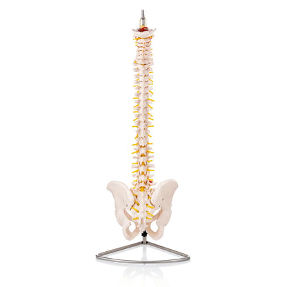 Budget Flexible Spine Model with Pelvis - 