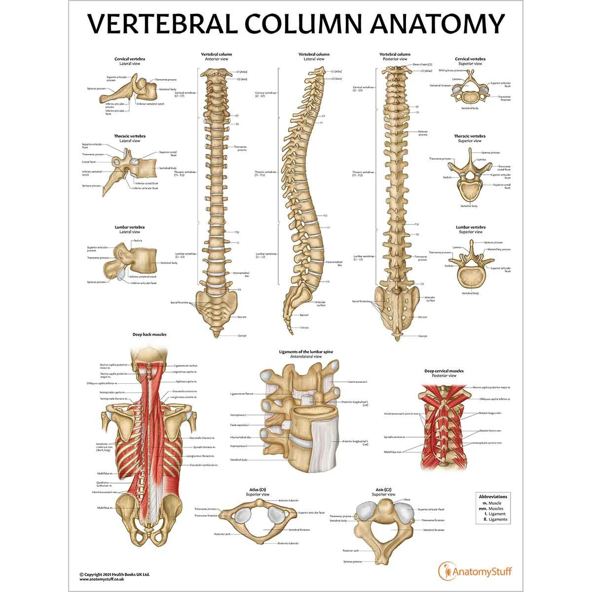 Vertebral Pathologies Spine Anatomy & Pathology Collection – Medisave UK