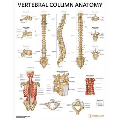Spine Anatomy & Pathology Collection - 