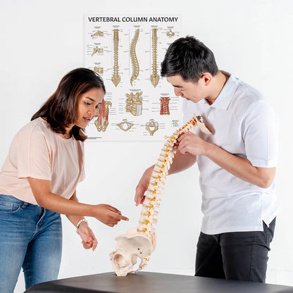 Budget Flexible Spine Model with Pelvis - 