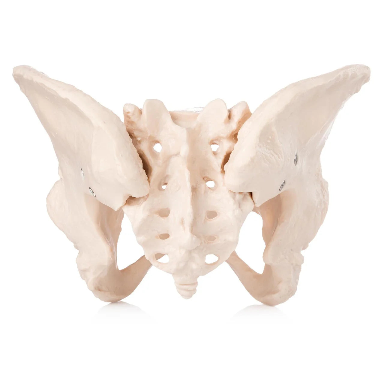 Budget Female Pelvis Model - 