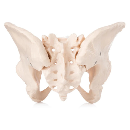 Budget Female Pelvis Model - 