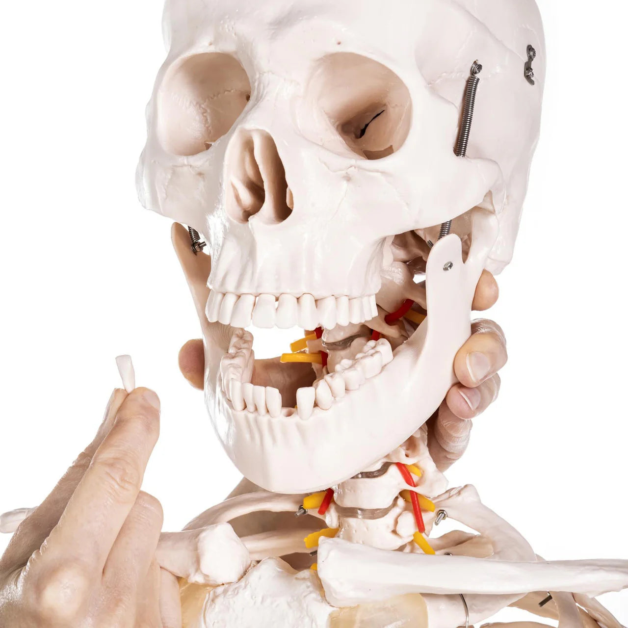 Budget Life-Size Skeleton Model - 