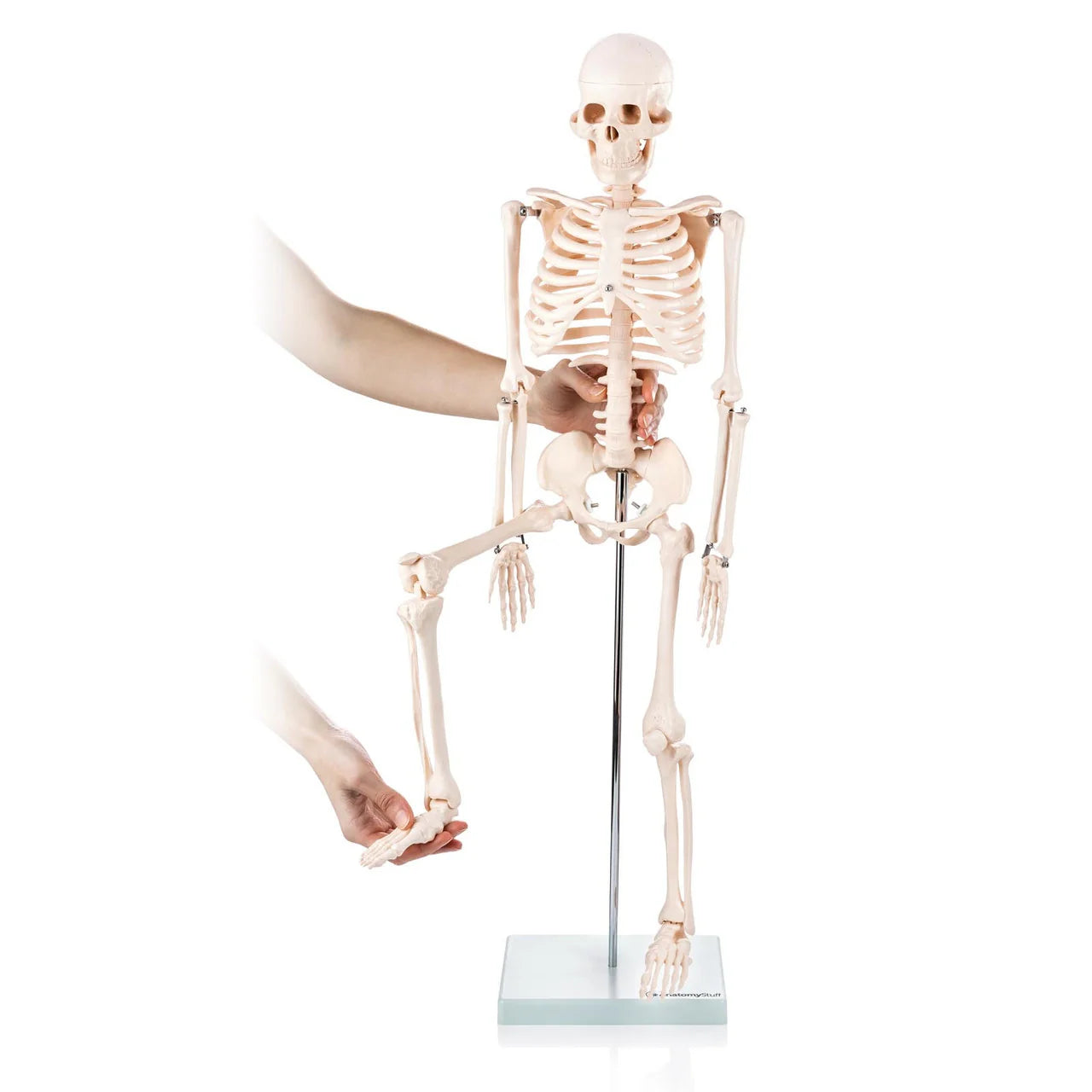 Budget Half Size Skeleton Model - 