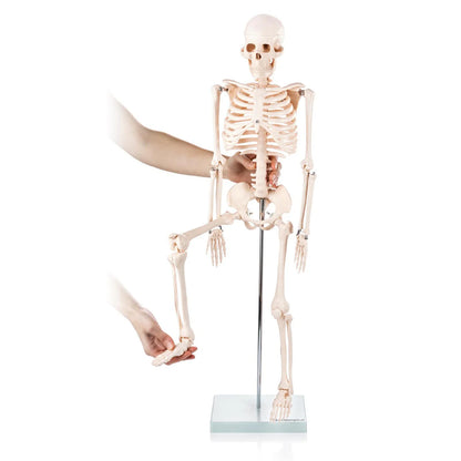 Budget Half Size Skeleton Model - 