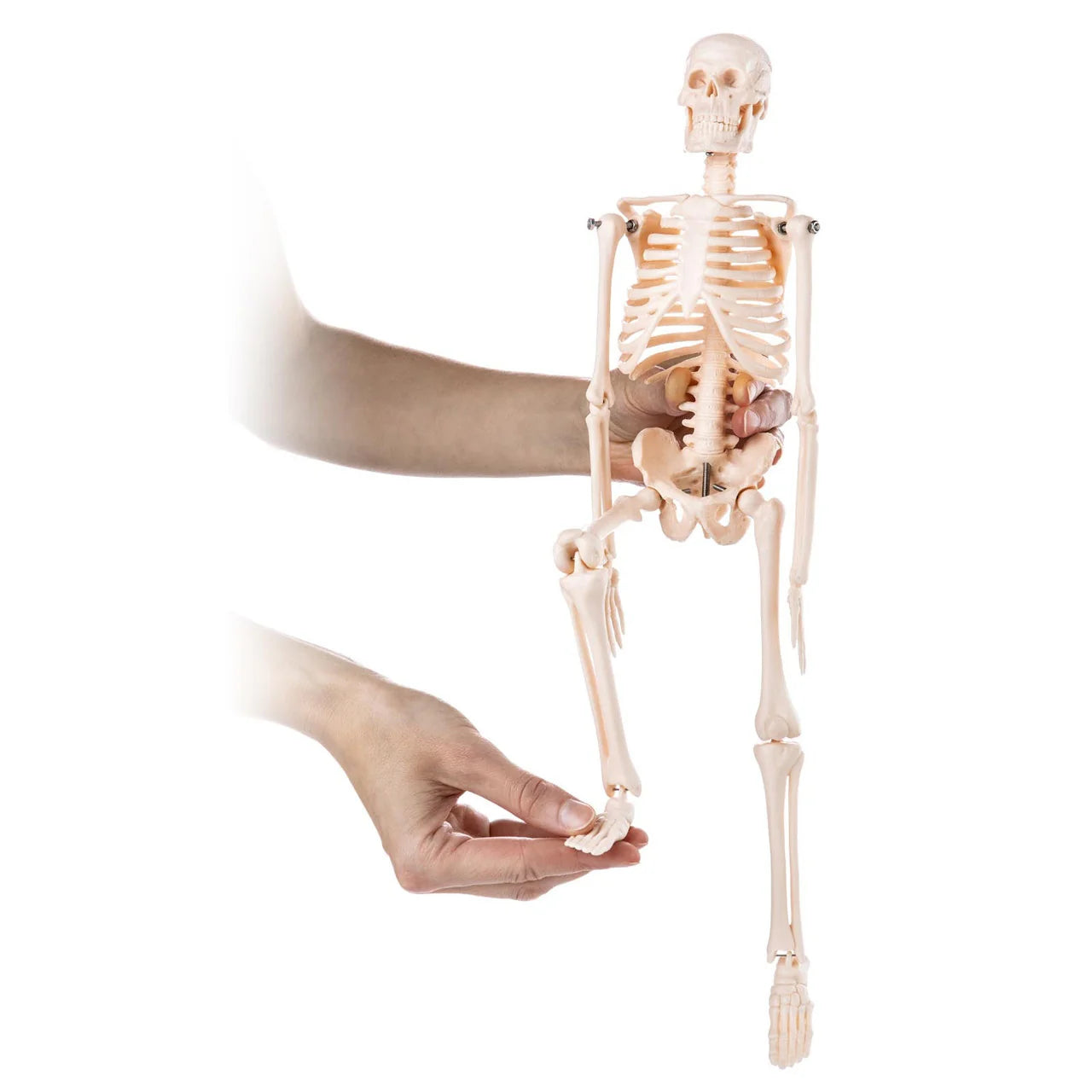Budget Desktop Mini Skeleton Model - 