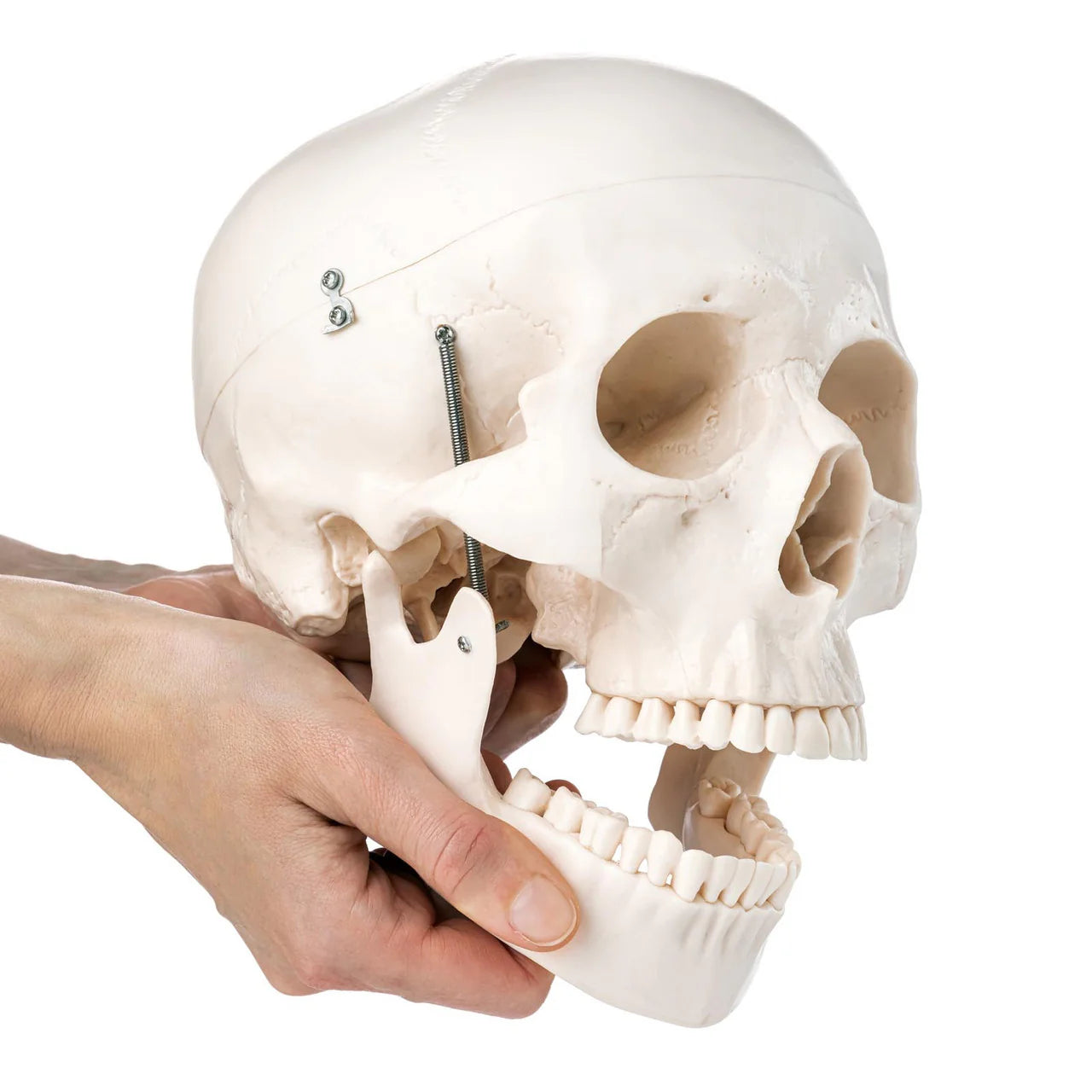 Human Skull Model (3 Part) - 