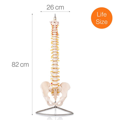 Budget Flexible Spine Model with Pelvis - 