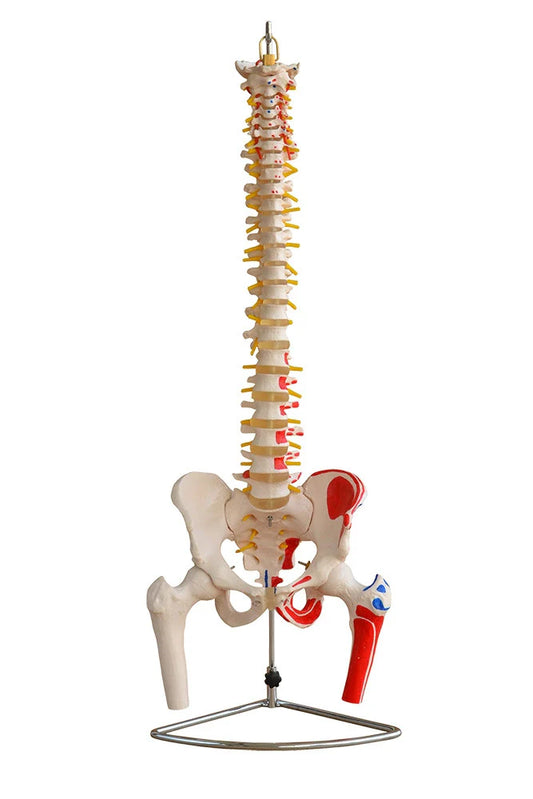 Flexible Apine Model wiht Pelvis, Femoral Heads and Painted Muscles - 