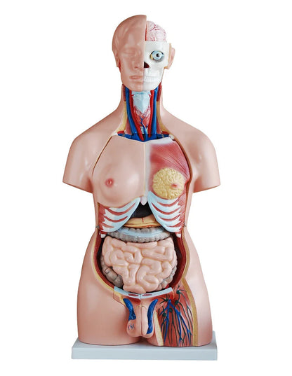 Dual Sex Torso Model (40 Part) - 