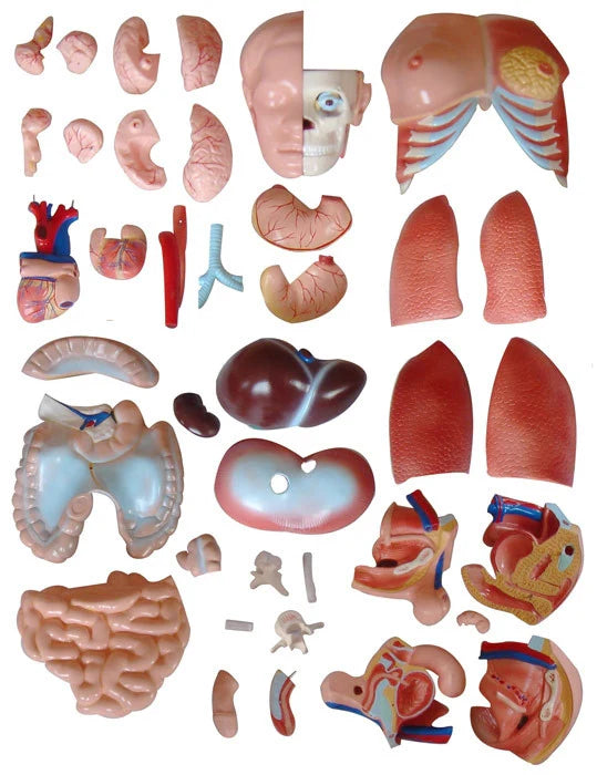 Dual Sex Torso Model (40 Part) - 