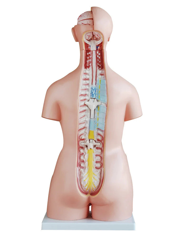 Dual Sex Torso Model (40 Part) - 