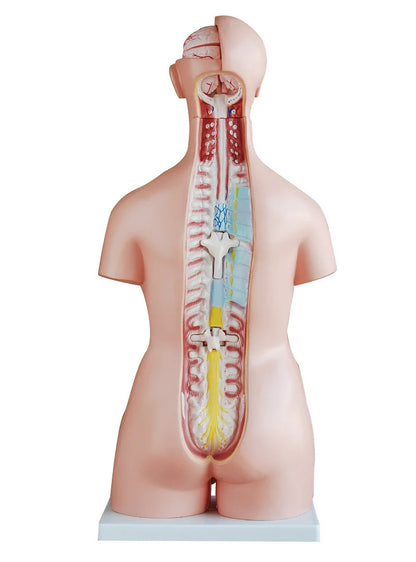 Dual Sex Torso Model (40 Part) - 