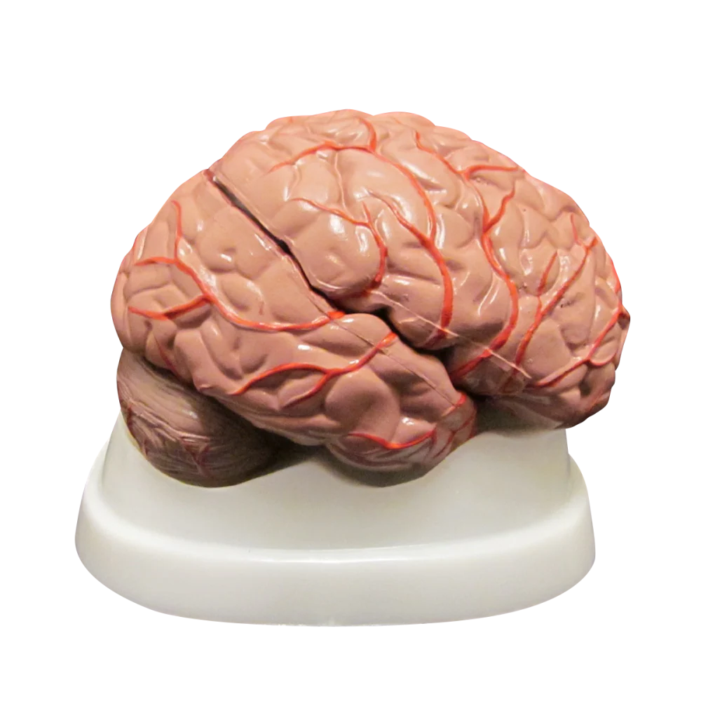 Organ Anatomy Collection - 