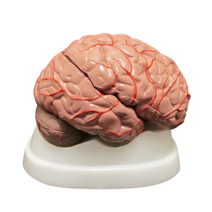 Organ Anatomy Collection - 