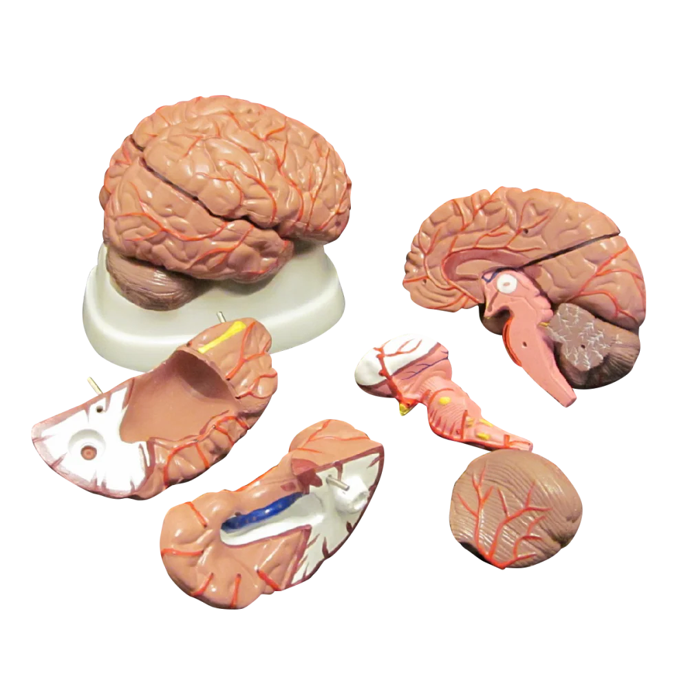 Brain Anatomy Collection - 