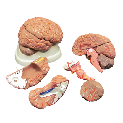 Brain Anatomy Collection - 
