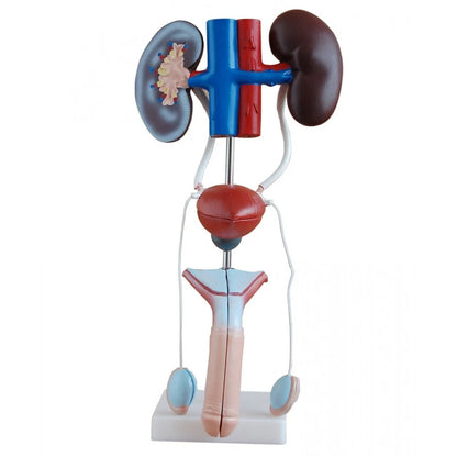 Urinary System Anatomy Collection - 