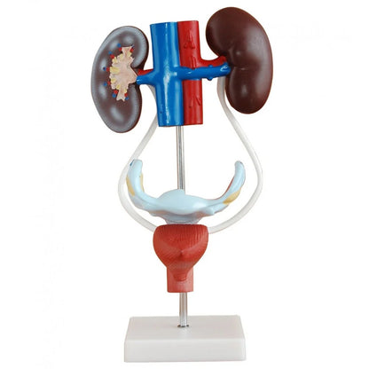Urinary System Anatomy Collection - 