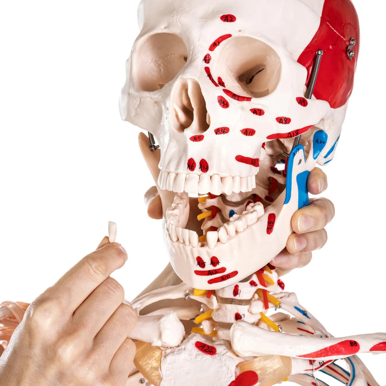 Budget Skeleton Model with Muscles and Ligaments - 