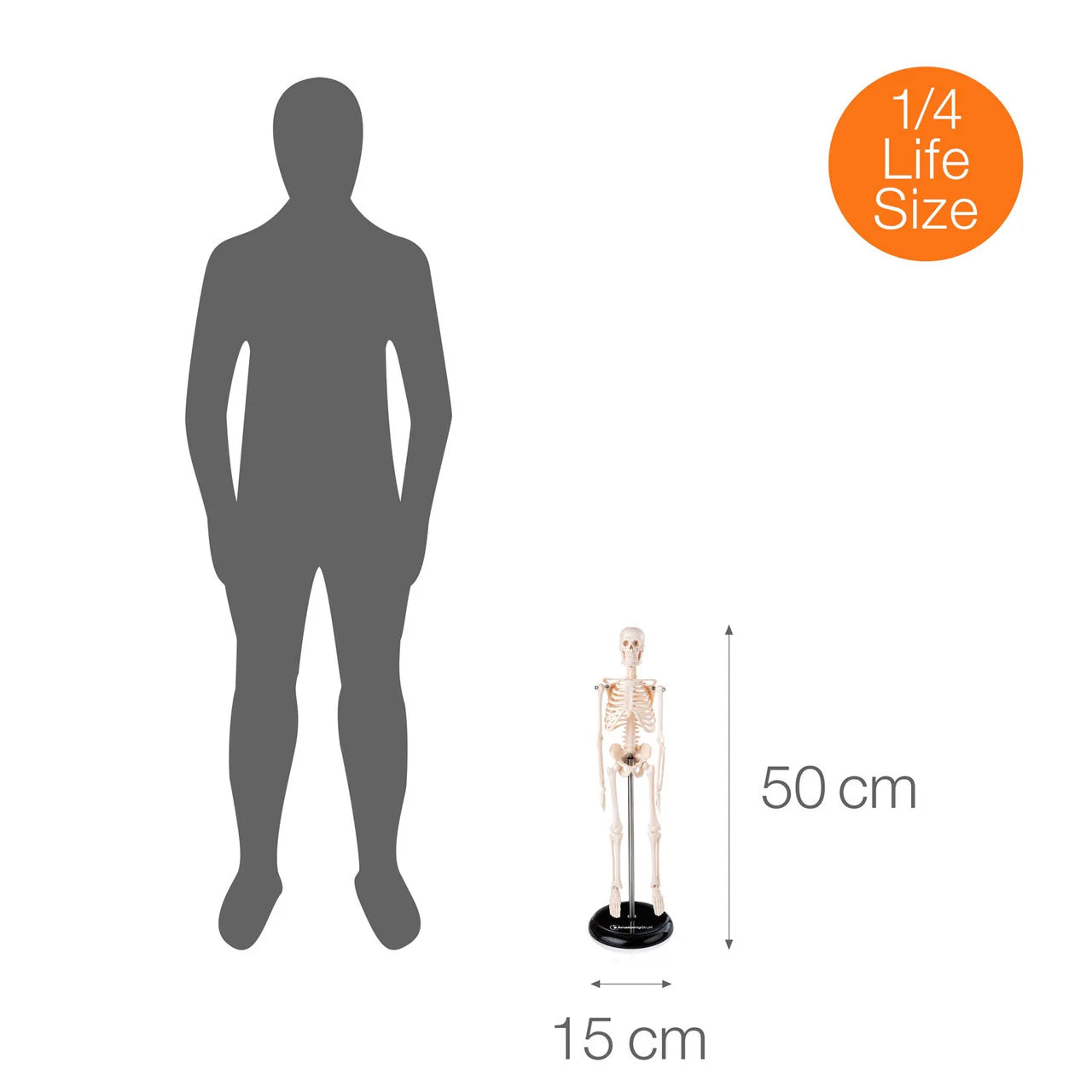 Budget Desktop Mini Skeleton Model - 