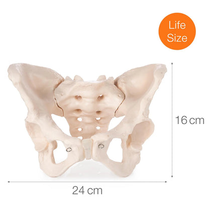 Budget Female Pelvis Model - 