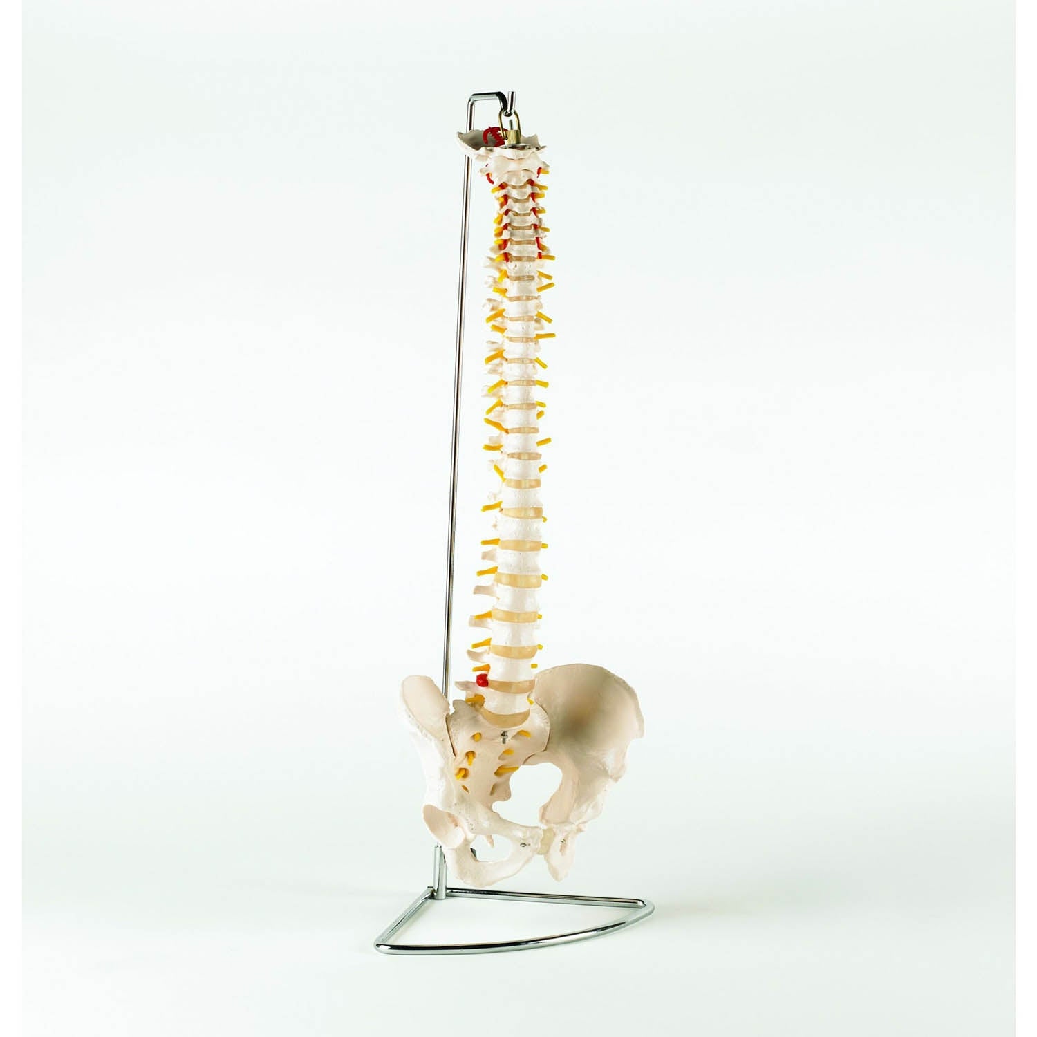 Life Size Vertebral Column with Pelvis (flexible) - Performance Health